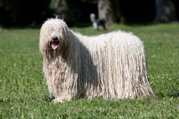 Parkta poz Komondor (Macar çoban köpeği)