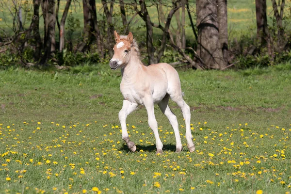 Running Nice Haflinger Pony Foal — Stock Photo, Image