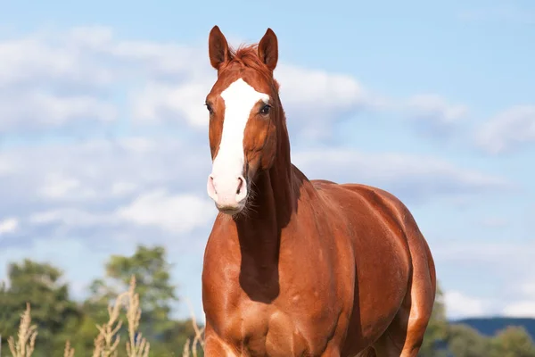 Bonito Caballo Acedera Corriendo Pasto Verano —  Fotos de Stock