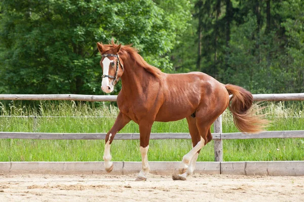 Portrét Nice Běží Horkokrevný Koně — Stock fotografie