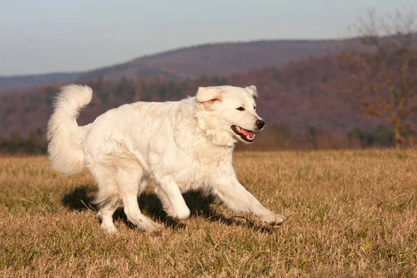 Ωραίο Άσπρο Σκύλο Που Τρέχει Στο Λιβάδι — Φωτογραφία Αρχείου