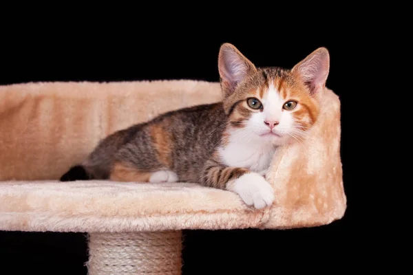 Cute Young Tabby Cat Laying Scratching Post Black Bac — Stock Photo, Image