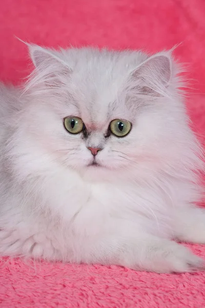 ピンクの背景にシルバーのチンチラ ペルシャ猫 — ストック写真