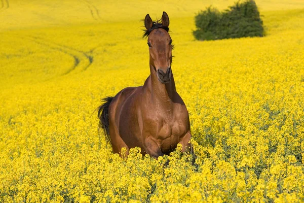 Correndo Cavalo Campo Colza — Fotografia de Stock