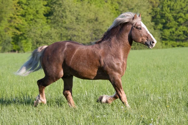 Büyük güzel at koşma 