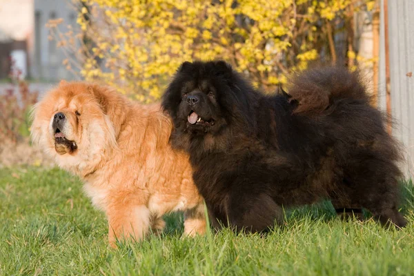 Due Simpatici Cani Chow Chow Posa — Foto Stock