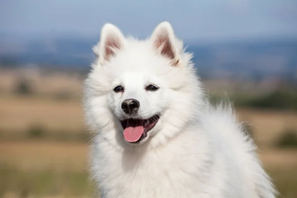 Retrato Spitz Alemão Agradável — Fotografia de Stock