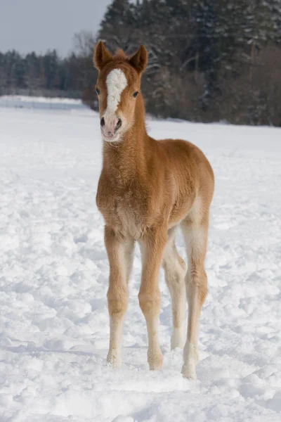 Sweet Foal Standing Snowy Meadow — Stock Photo, Image