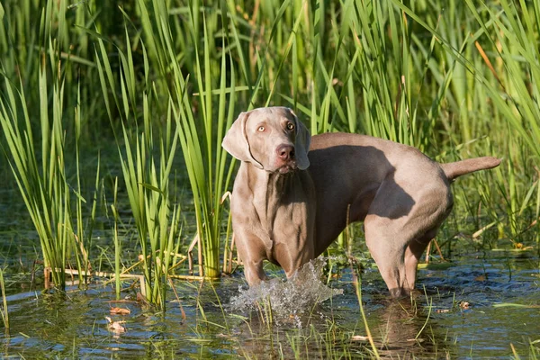 Portrét Výmarský Ohař Psa Vodě — Stock fotografie