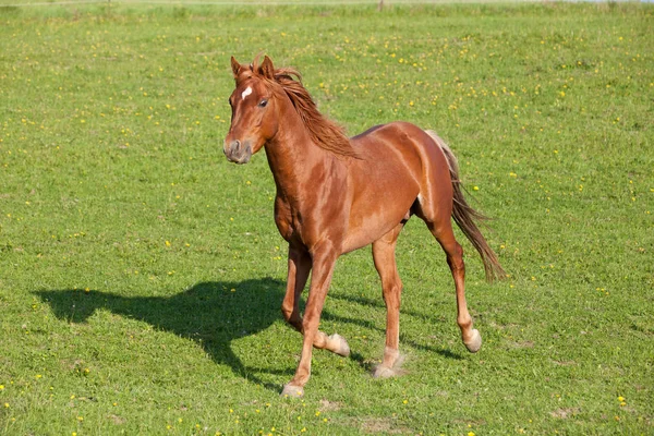 Bom Cavalo Árabe Correndo Pasto — Fotografia de Stock