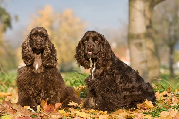 Herfst Portret Van Twee Mooie Amerikaanse Cocker Spaniels — Stockfoto