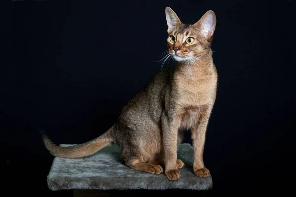 Porträtt Fin Katt Svart Bakgrund Abessinier Katt — Stockfoto