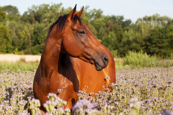 Portrait Joli Cheval Sur Prairie Fleurs Violettes — Photo