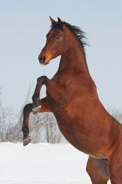Brown Horse Rearing Winter Snow — Stock Photo, Image