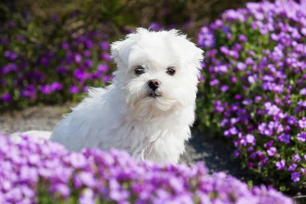 Retrato Belo Jovem Cão Maltês — Fotografia de Stock