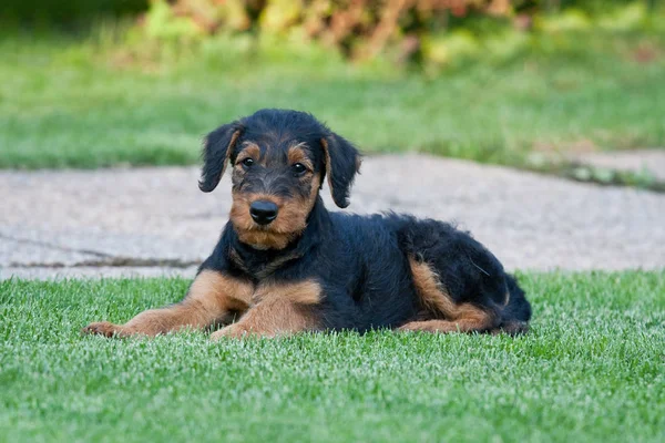 Genç airedale terrier portresi