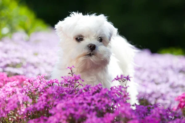 Retrato Belo Jovem Cão Maltês — Fotografia de Stock