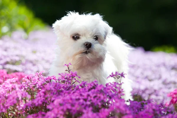 Porträtt Fina Unga Maltesiska Dog — Stockfoto