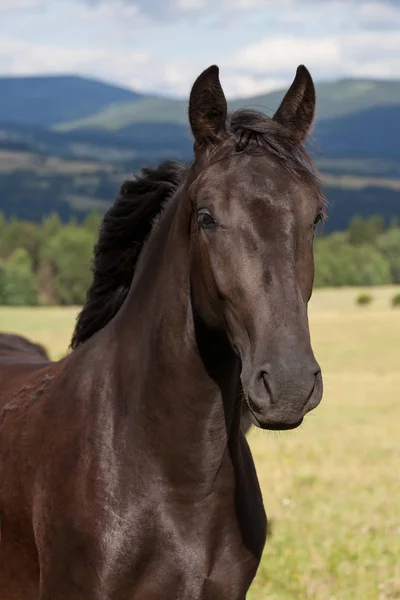 Portret Van Mooie Zwarte Kladrubian Paard — Stockfoto