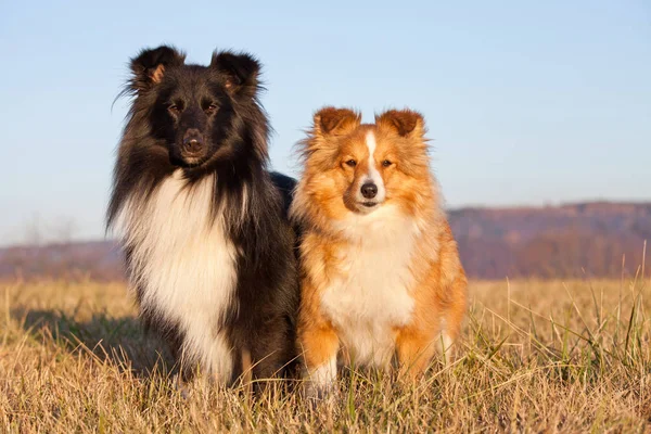 Retrato Dois Cães Agradáveis Sheltie — Fotografia de Stock