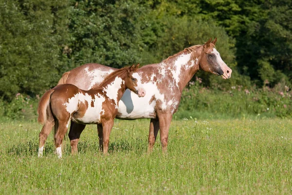 Portret Appaloosa Mare Ładne Źrebiąt — Zdjęcie stockowe