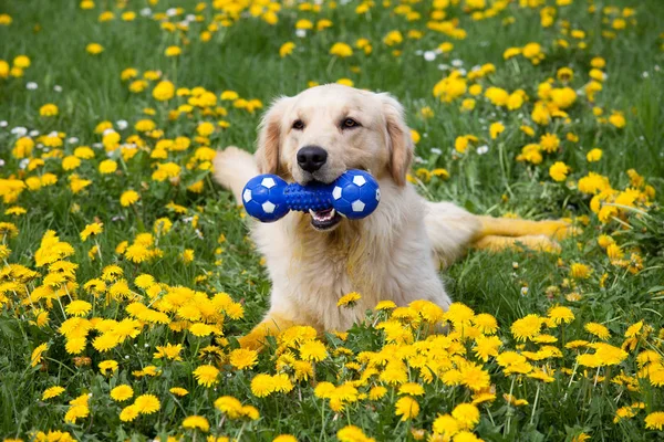 快乐金毛猎犬与玩具 — 图库照片