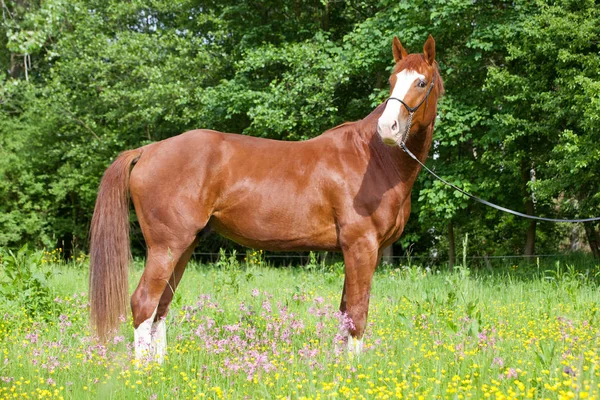 Retrato Bom Cavalo Sangue Quente Prado — Fotografia de Stock