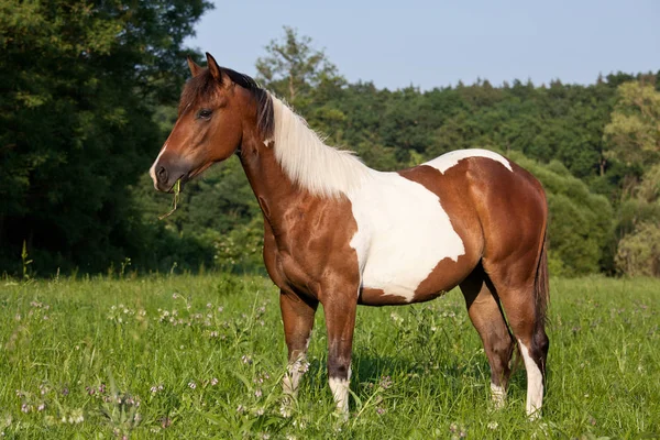 Portrait of nice paint horse