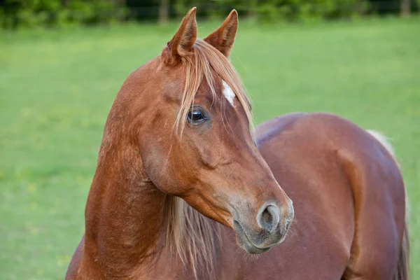 Retrato Bonito Caballo Árabe — Foto de Stock