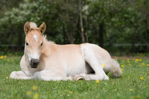 Laying Nice Haflinger Pony Foal — Stock Photo, Image