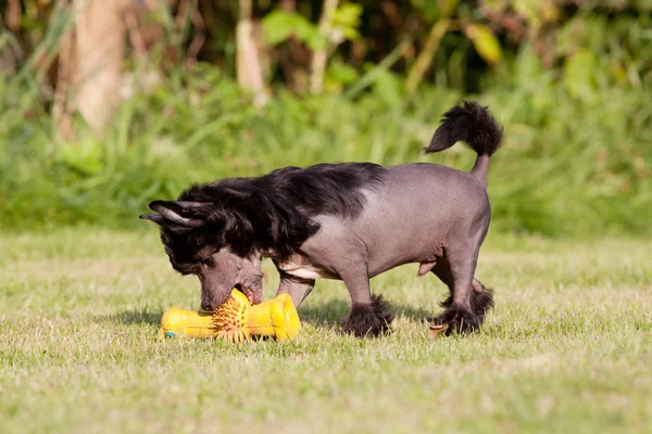 Ritratto Bel Giovane Cane Cinese Crestato — Foto Stock