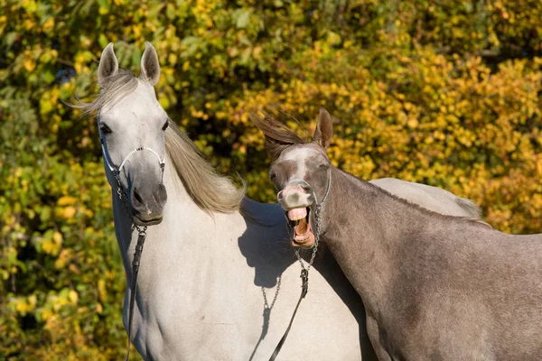 Konie Łące Zewnątrz Natura — Zdjęcie stockowe