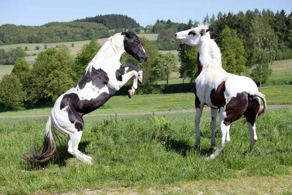 Dva Koně Boj Venku — Stock fotografie
