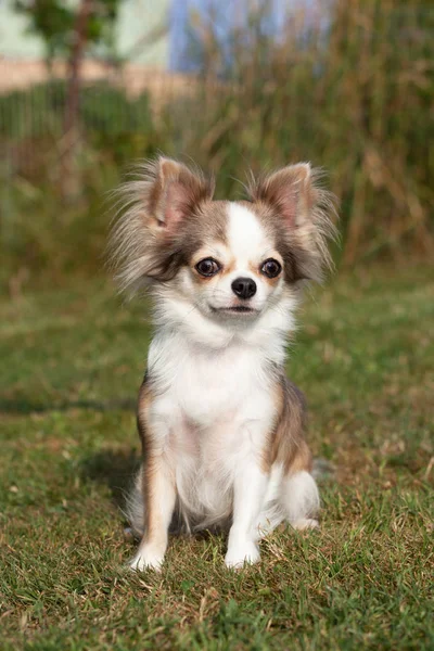 Porträtt Fin Chihuahua Hund — Stockfoto