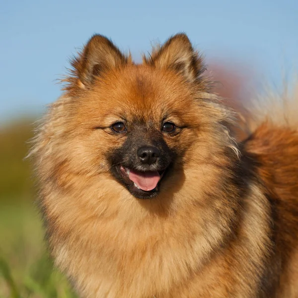 Porträtt Fin Brun Spitz — Stockfoto