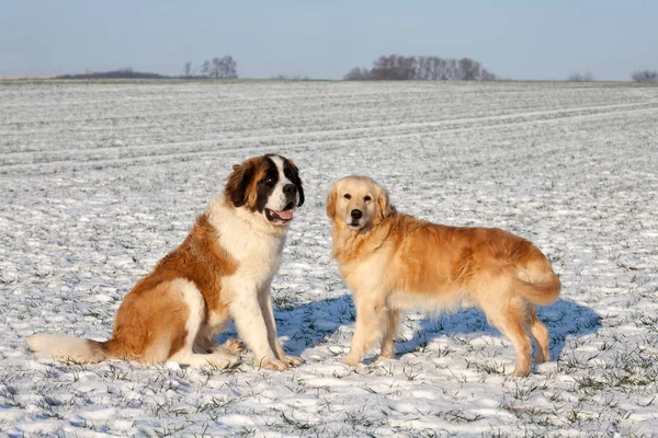 Dois Cães Agradáveis Natureza Livre — Fotografia de Stock