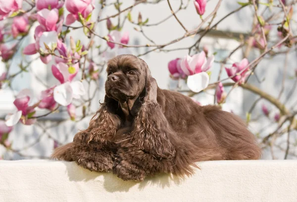 Mentir Agradable Americano Cocker Spaniel —  Fotos de Stock