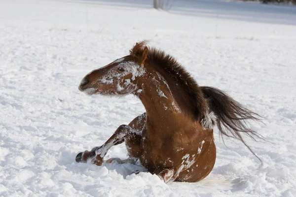 Brown Horse Rolling Snowy Meadow — Stock Photo, Image