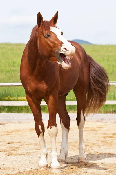 Retrato Bocejo Cavalo Sangue Quente — Fotografia de Stock