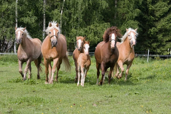 Troupeau Chevaux Courant — Photo