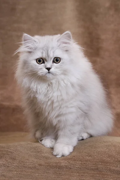 Gatito Persa Chinchilla Plata Sobre Fondo Marrón — Foto de Stock