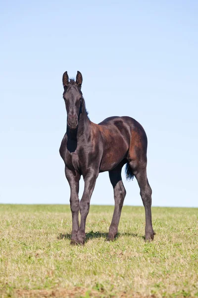 素敵な子馬 フリージアン馬の肖像画 — ストック写真