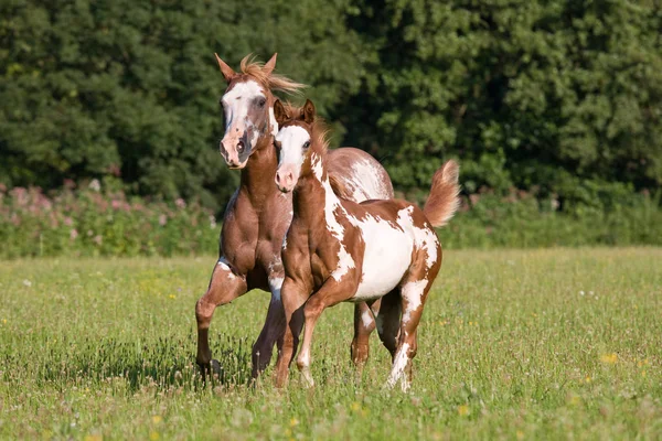 Лошадь Аппалузы Жеребцом Бегущим Лугу — стоковое фото