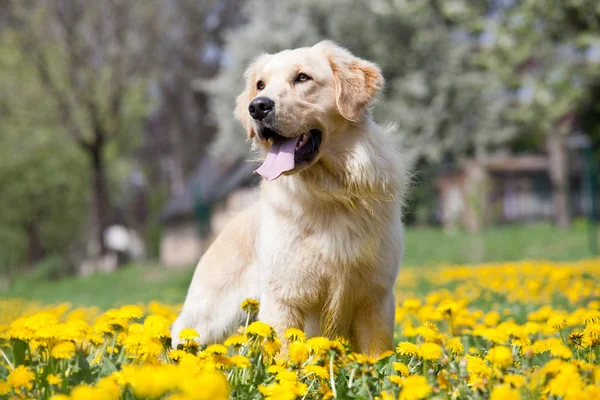 Porträt Eines Schönen Golden Retrievers — Stockfoto