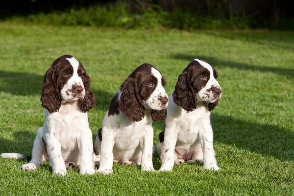 Portret Van Mooie Puppies Engelse Springerspaniël — Stockfoto