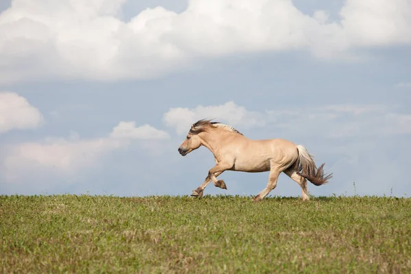 Pěkný Bílý Kůň Běžící Louce — Stock fotografie