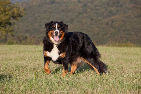 Портрет Милой Бернезийской Горной Собаки — стоковое фото