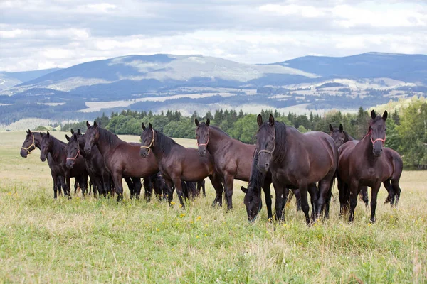 Portret Van Kudde Zwarte Kladrubian Paarden — Stockfoto