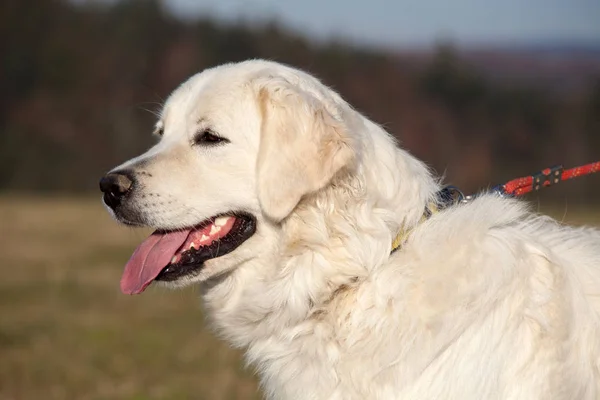 Portrait Nice White Dog Slovakian Chuvach — Stock Photo, Image