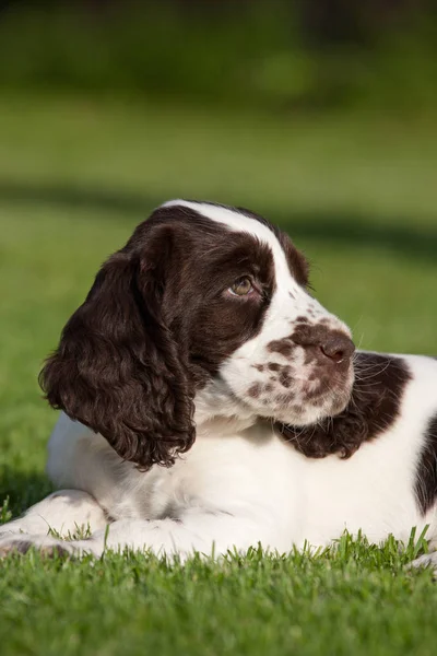 素敵な子犬 イングリッシュ スプリンガー スパニエルの肖像画 — ストック写真